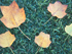 Tulip Tree leaves: fall color