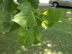 Tulip Tree leaves