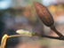 Tulip Tree fruit and bud