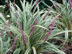 Lilyturf form: var. 'Variegata'