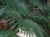 Chinese Fan Palm form