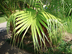 Chinese Fan Palm leaves