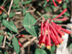 Trumpet Honeysuckle flowers