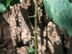 Osage Orange thorns