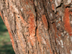 Osage Orange bark