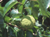 Osage Orange fruit