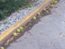 Osage Orange fruit