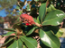 Southern Magnolia seed come with seeds