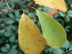 Japanese Magnolia leaves: autumn color