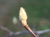 Japanese Magnolia buds