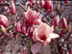 Japanese Magnolia flowers