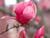 Japanese Magnolia flowers