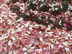 Japanese Magnolia flower petals