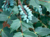 Leatherleaf Mahonia leaves and fruit