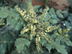 Leatherleaf Mahonia flowers