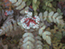 Leatherleaf Mahonia leaves and fruit