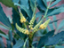 Chinese Mahonia flowers