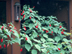 Giant Turk's Cap form