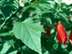 Giant Turk's Cap leaves