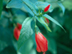 Giant Turk's Cap flowers