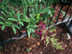 Evergreen Wisteria leaves and flowers