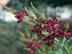Evergreen Wisteria flowers