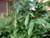 Evergreen Wisteria fruit