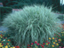 Variegated Japanese Silver Grass form