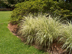 Variegated Japanese Silver Grass form