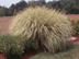 Variegated Japanese Silver Grass form