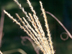 Variegated Japanese Silver Grass flowers