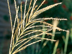 Zebra Grass flowers