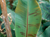 Bloodleaf Banana leaves