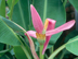 Dwarf Banana flowers