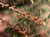 Waxmyrtle flowers