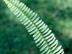 Sword Fern leaf