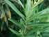 Oleander leaves