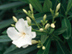 Oleander flowers