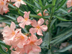 Oleander flowers