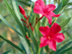 Oleander flowers