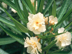 Oleander flowers: peach