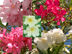 Oleander flowers: color variations