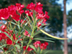 Oleander fruit