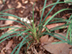 Monkey Grass flowers