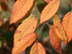 American Hophornbeam leaves