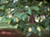 American Hophornbeam leaves and fruit
