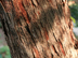 American Hophornbeam bark