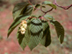 American Hophornbeam fruit