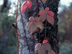 Virginia Creeper leaves: fall color