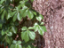 Virginia Creeper leaves